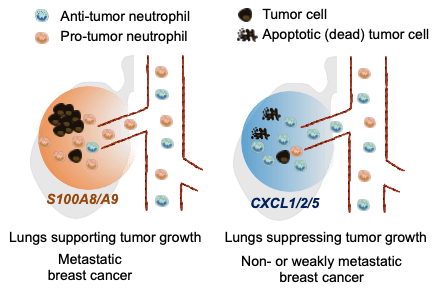 diagrams of anti tumor neutrophils