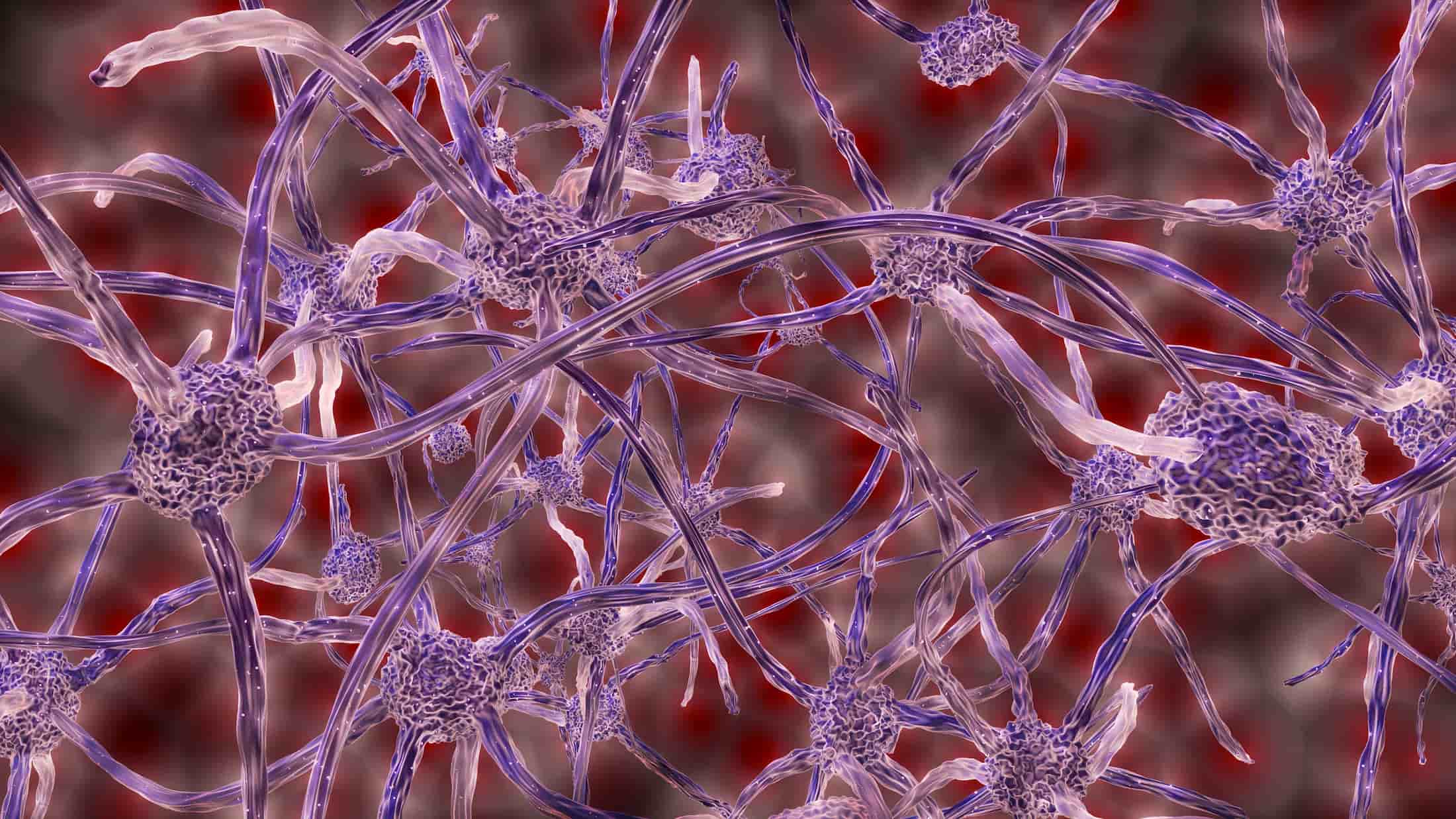 closeup of nerve fibers