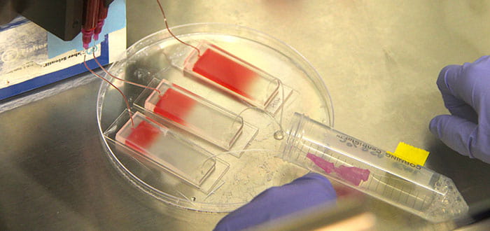 Samples in a Petri dish