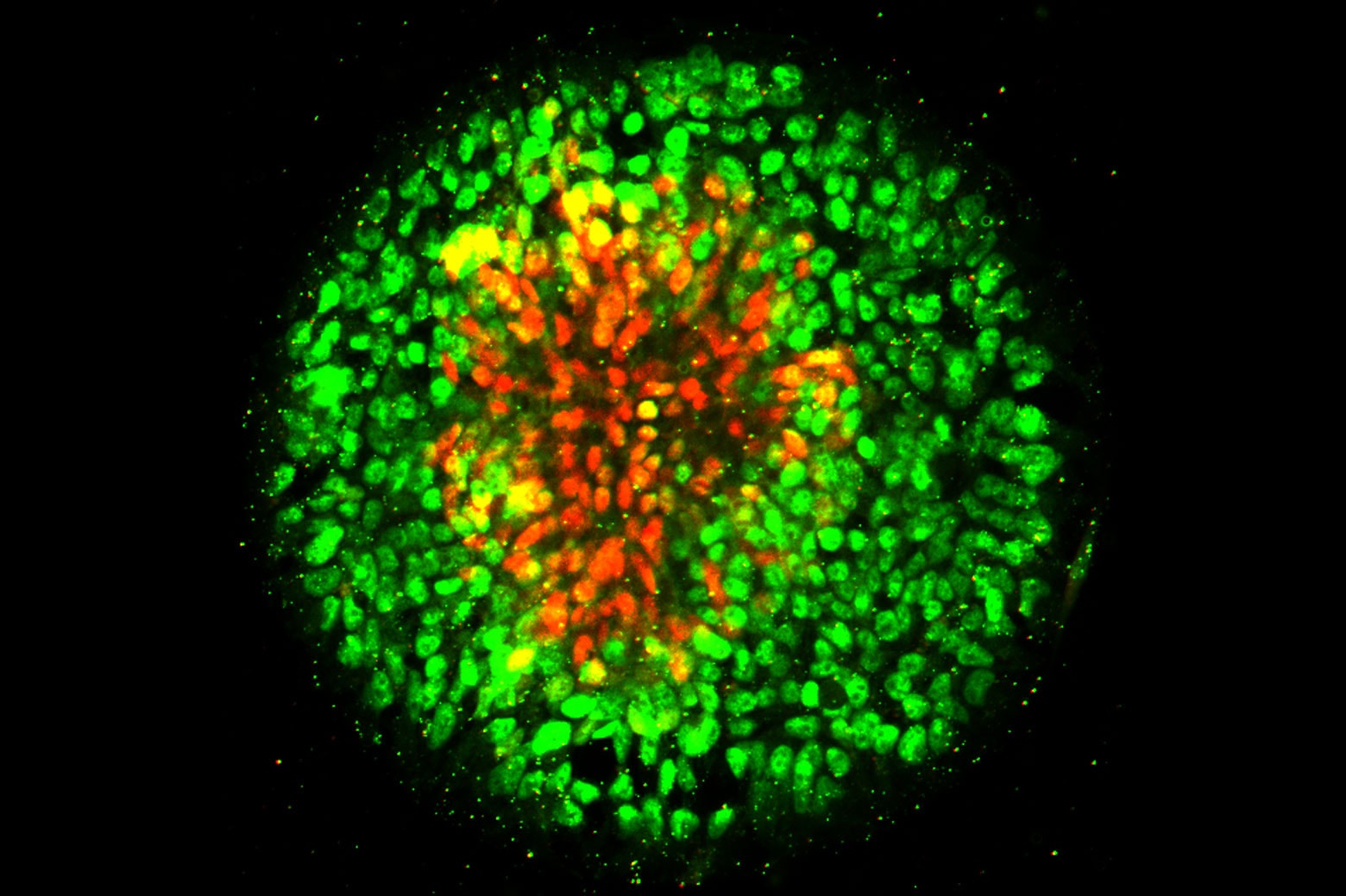 Brightly colored green image of a stem cell