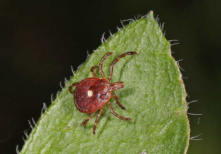 Tick-borne red meat allergy prevented in mice through new nanoparticle ...