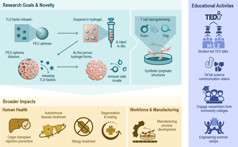 Aaron Morris Receives NSF CAREER Award to Engineer Lymphoid ...